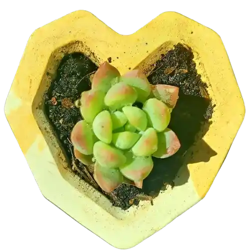 Suculenta En Maceta Corazón Mini Geo