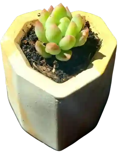 Suculenta En Maceta Corazón Mini Geo