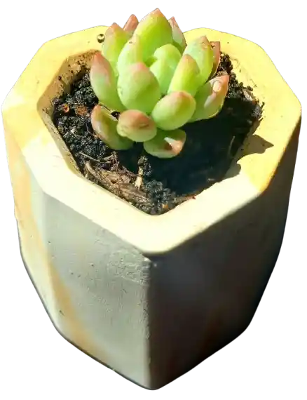 Suculenta En Maceta Corazón Mini Geo