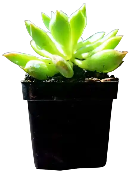 Suculenta En Maceta Negra P5