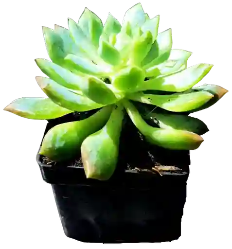 Suculenta En Maceta Negra P5