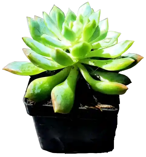Suculenta En Maceta Negra P5