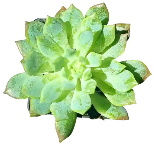 Suculenta En Maceta Negra P5