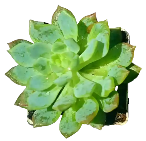 Suculenta En Maceta Blanca P5