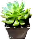 Suculenta En Maceta Blanca P5