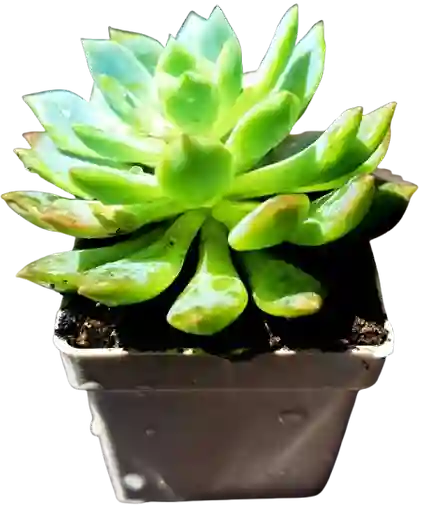Suculenta En Maceta Blanca P5