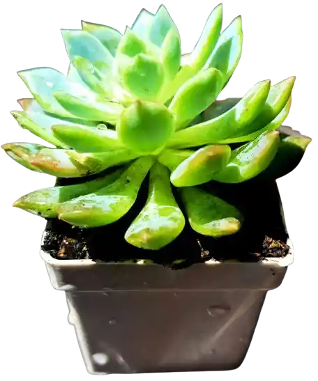 Suculenta En Maceta Blanca P5