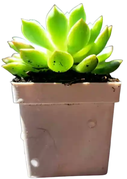 Suculenta En Maceta Blanca P5