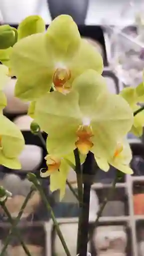 Orquidea Verdosa 2 V