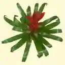 Planta Bromelia Roja Grande