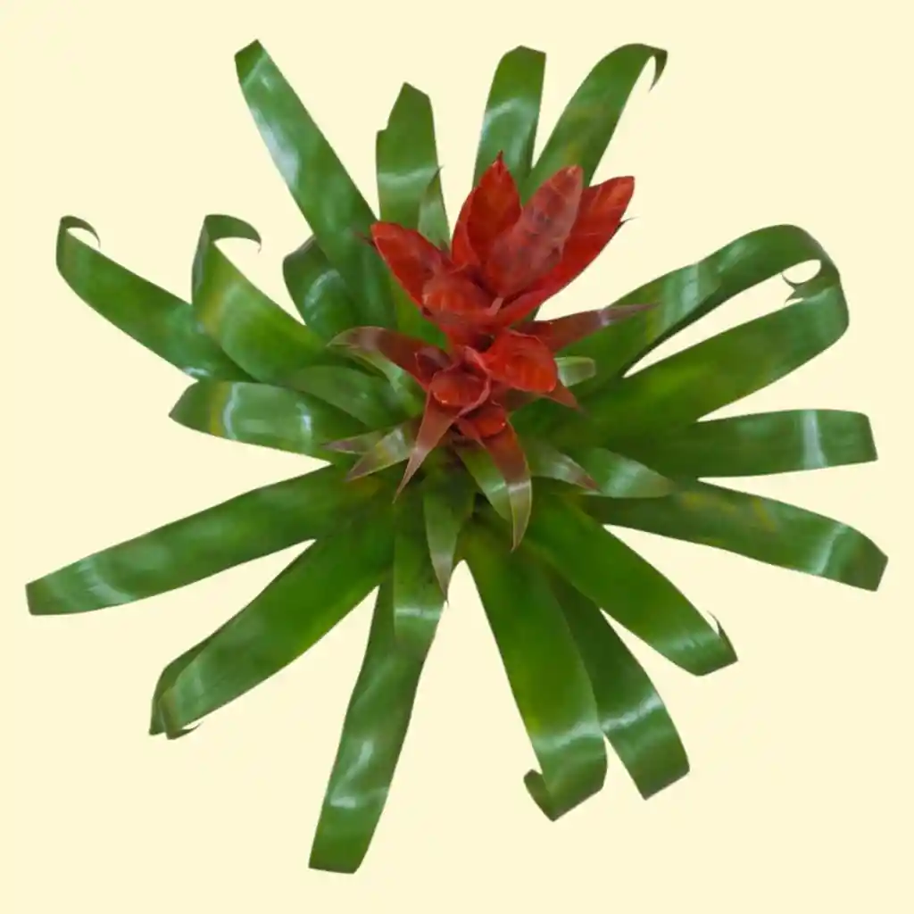 Planta Bromelia Roja Grande