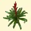 Planta Bromelia Roja Grande