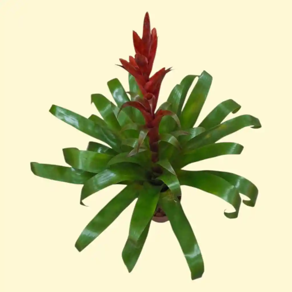 Planta Bromelia Roja Grande
