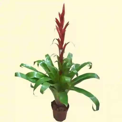 Planta Bromelia Roja Grande