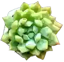 Suculenta En Maceta Hexagonal Mini