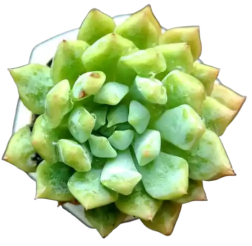 Suculenta En Maceta Hexagonal Mini