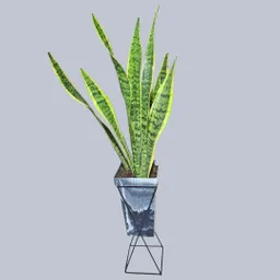 Planta Lengua De Suegra En Matera Y Base