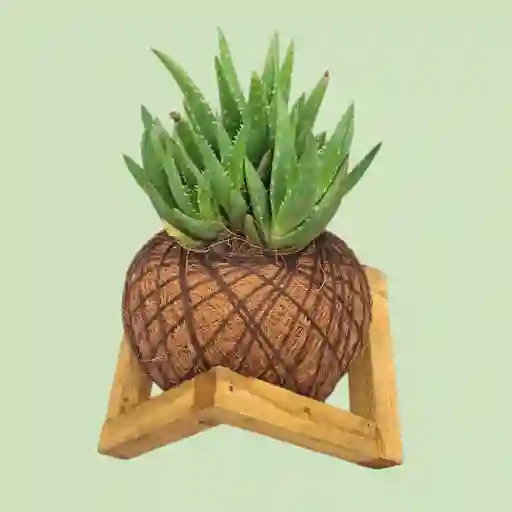 Kokedama Mini Sábila Con Base