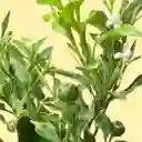 Bonsai De Naranjo