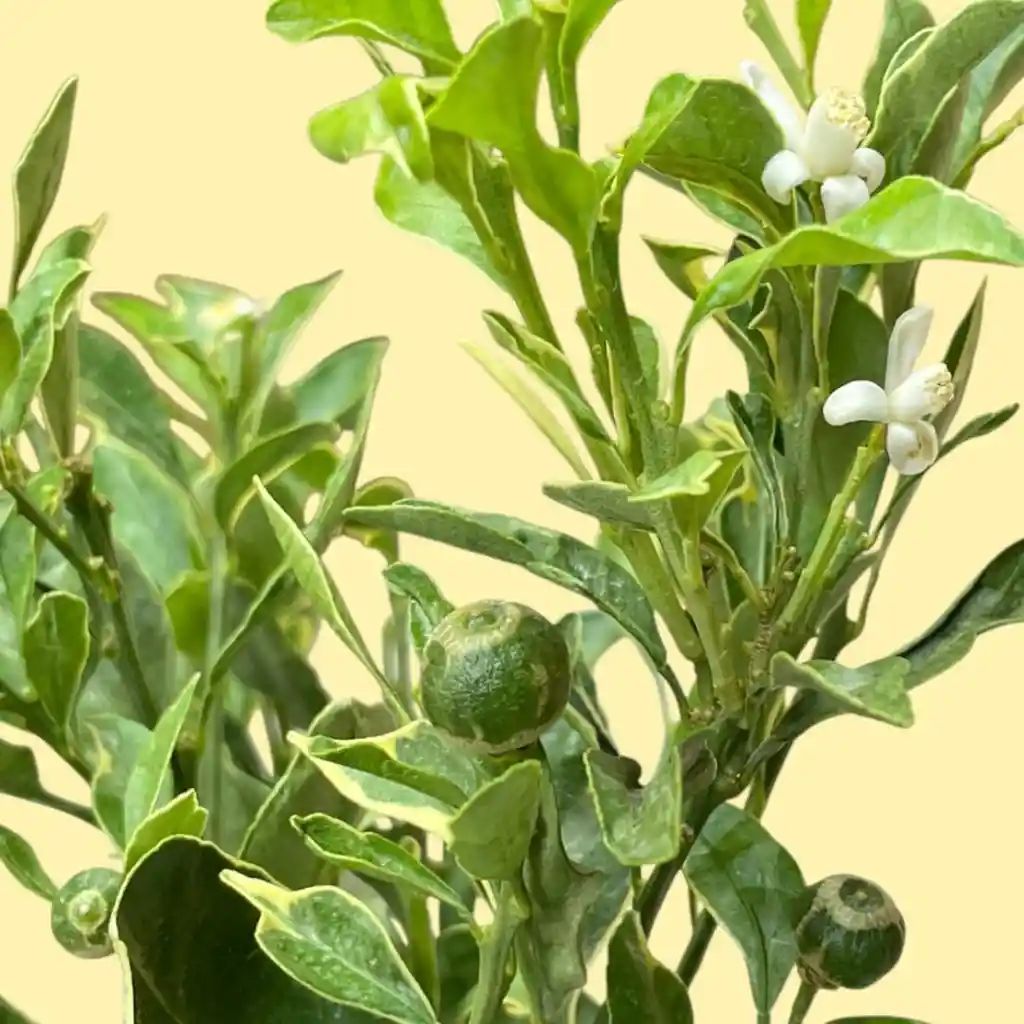 Bonsai De Naranjo