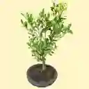 Bonsai De Naranjo