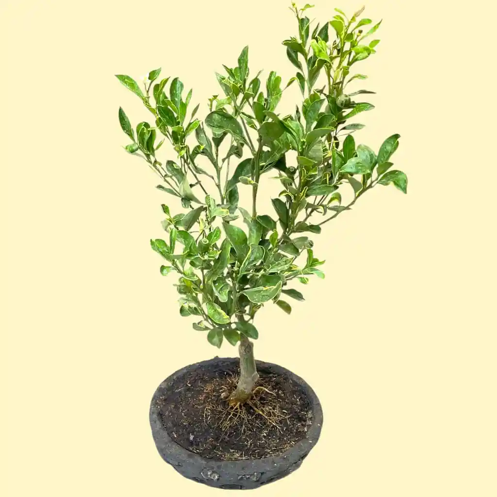 Bonsai De Naranjo