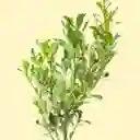 Bonsai De Naranjo
