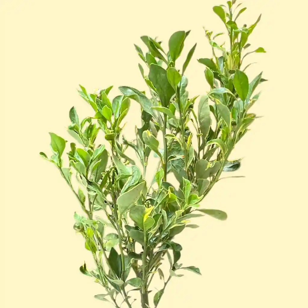 Bonsai De Naranjo