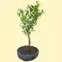 Bonsai De Naranjo