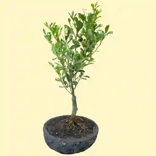 Bonsai De Naranjo