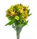 Astromelias Flores