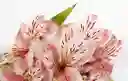 Astromelias Flores
