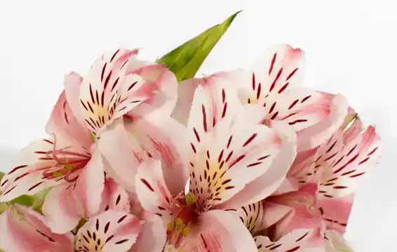 Astromelias Flores