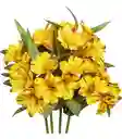 Astromelias Flores