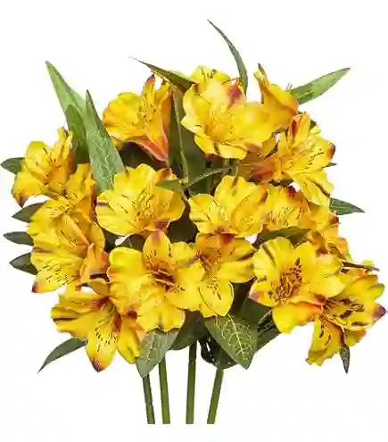 Astromelias Flores