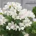 Astromelias Flores