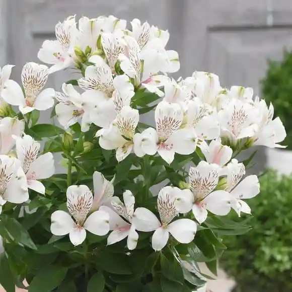 Astromelias Flores