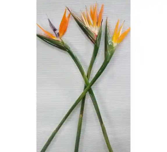 Flores Por Unidad - Aves Del Paraíso