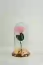 Rosa Eterna Rosada En Cúpula