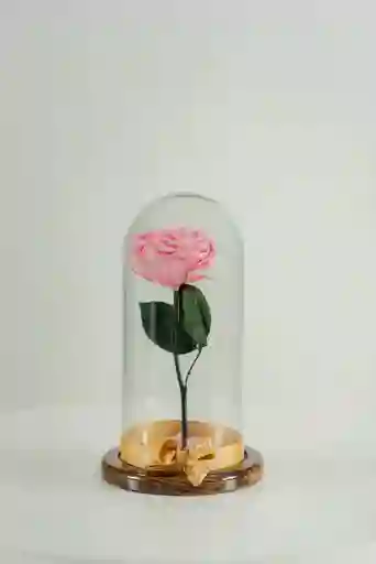 Rosa Eterna Rosada En Cúpula