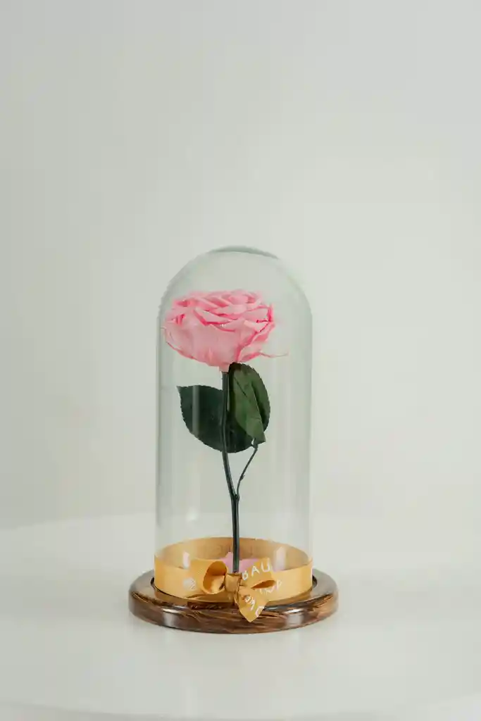 Rosa Eterna Rosada En Cúpula