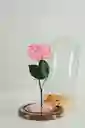 Rosa Eterna Rosada En Cúpula
