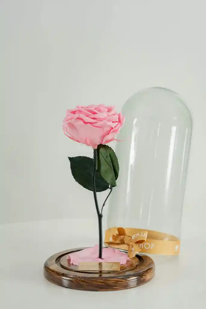 Rosa Eterna Rosada En Cúpula
