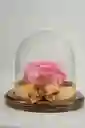 Rosa Eterna Rosada En Cúpula Pequeña