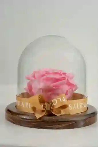 Rosa Eterna Rosada En Cúpula Pequeña
