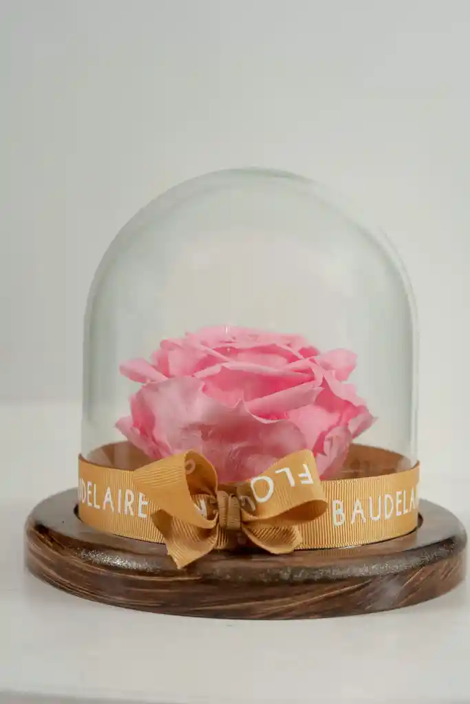 Rosa Eterna Rosada En Cúpula Pequeña