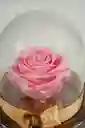 Rosa Eterna Rosada En Cúpula Pequeña