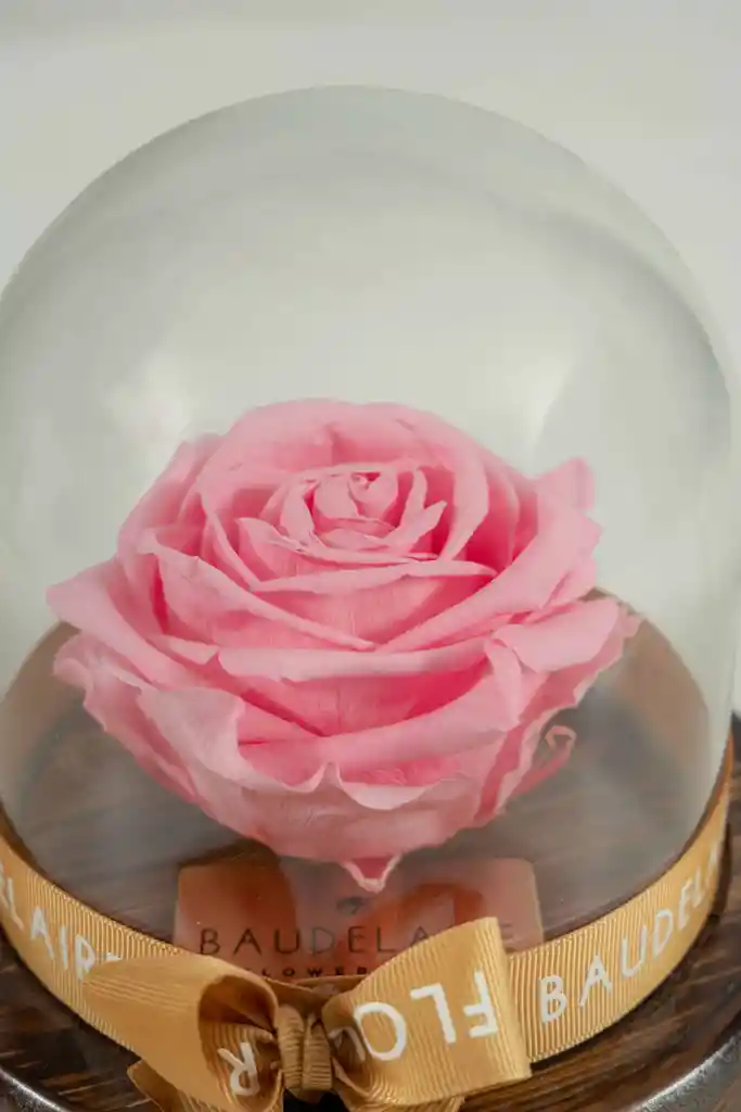 Rosa Eterna Rosada En Cúpula Pequeña