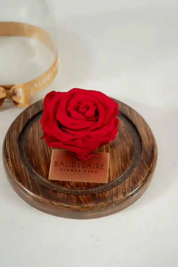 Rosa Eterna Roja En Cúpula Pequeña