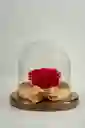 Rosa Eterna Roja En Cúpula Pequeña